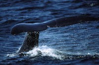 Uccise dalle navi o dalle reti «Salvate le balene azzurre»