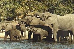 Kruger park Elefanti