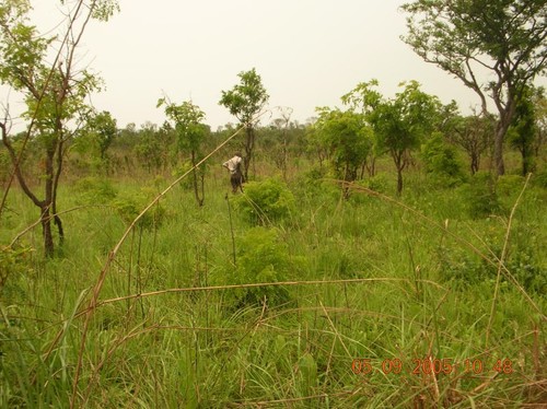 Alla ricerca di scenill. E' una specialità di Kimbau e dintorni. Le scenill vengono lavate, arrostire o essicate e possono essere mangiate anche dopo un anno. A Kinshasa ne vanno ghiotti