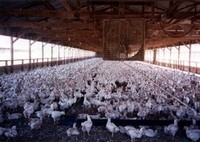 Mucca pazza e virus dei polli: è tutta colpa dei maxi allevamenti