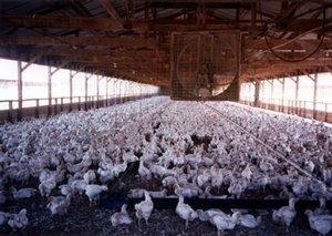 Allevamento intensivoi di polli in Asia