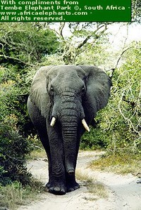La via aerea per salvare gli elefanti
