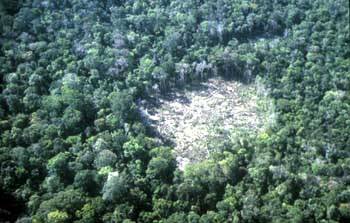 Deforestazione In Amazzonia