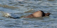 Colpa del sonar la morte della balena del Tamigi 

