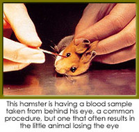 La vivisezione è inutile