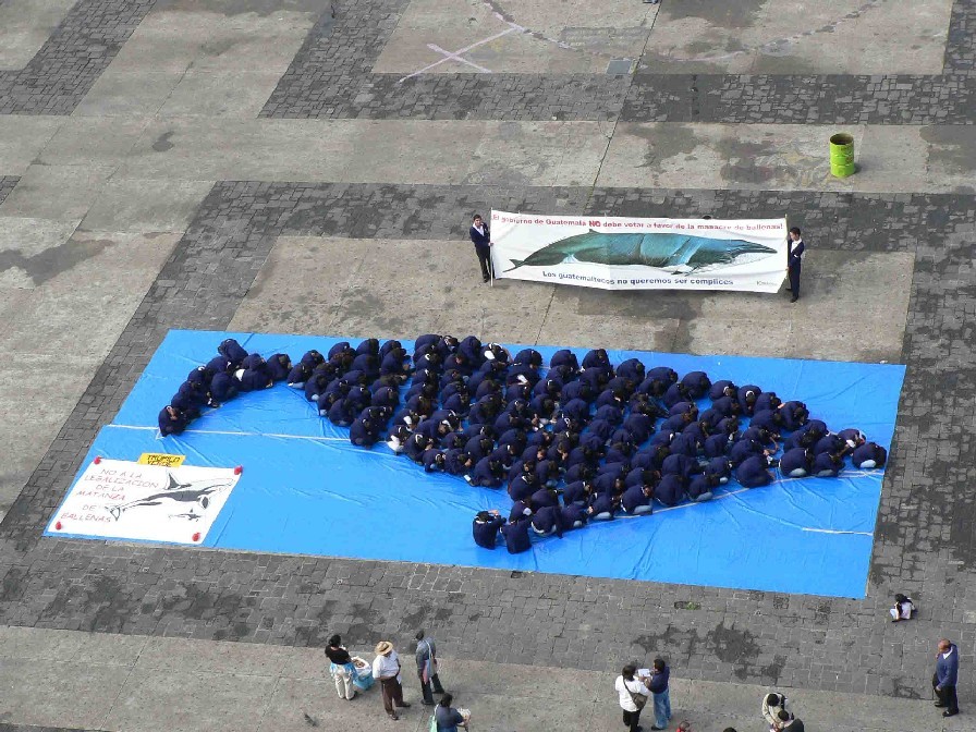 la balena formata dai corpi degli studenti canadesi