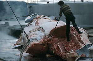 Lavoratore in islanda impegnato a lavorare una carcassa di balena