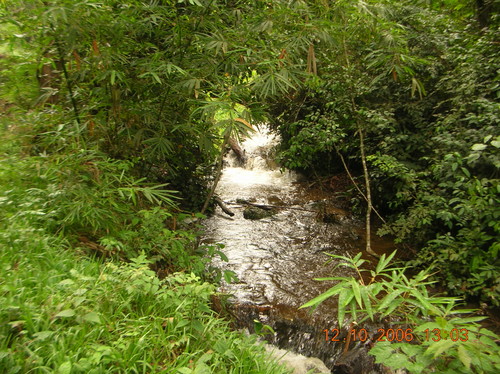 Il torrente Nzasi attraversa la foresta.