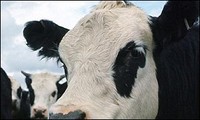 Latte e Pcb: i produttori vogliono capire il perchè 