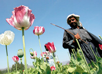 Un afghano in un campo di papaveri da oppio