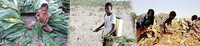 Lavoro infantile frena lo sviluppo rurale