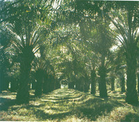 La crescita della domanda dell'olio di palma per il biodiesel causerà altre devastanti perdite di foresta